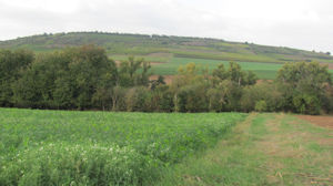 Weinstrasse landscape 1.jpg